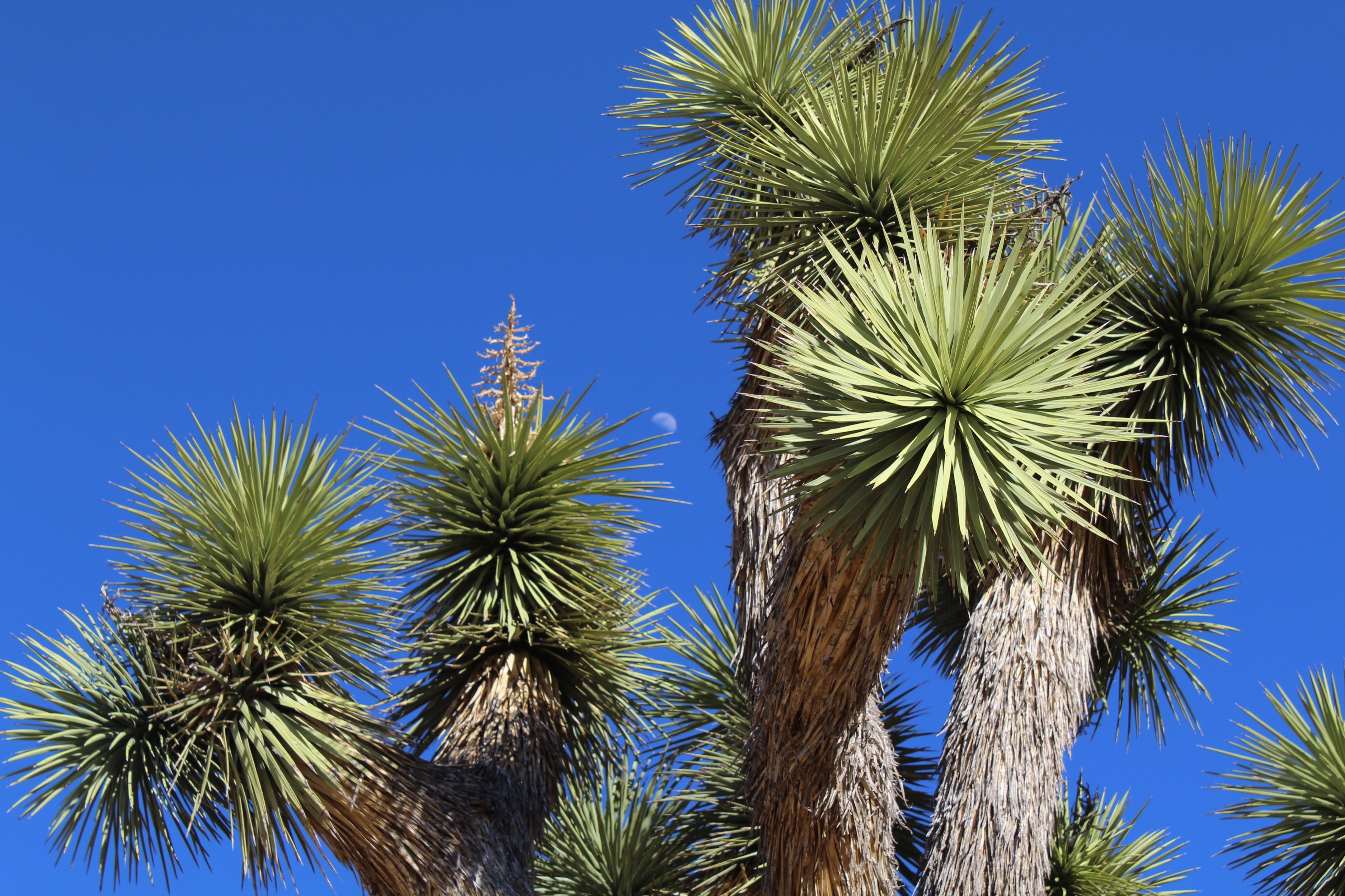 Joshua Tree